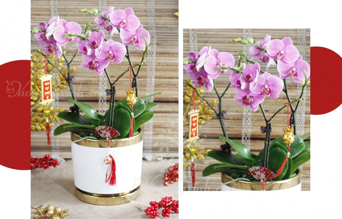 Chậu lan Hồ Điệp đẹp - Hoa lan Hồ Điệp chơi Tết | Cây để bàn