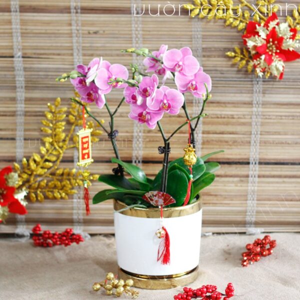 Chậu lan Hồ Điệp đẹp - Hoa lan Hồ Điệp chơi Tết | Cây để bàn