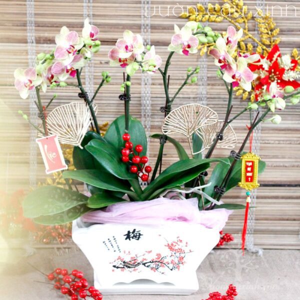 Chậu lan Hồ Điệp đẹp - Hoa lan Hồ Điệp chơi Tết | Cây để bàn