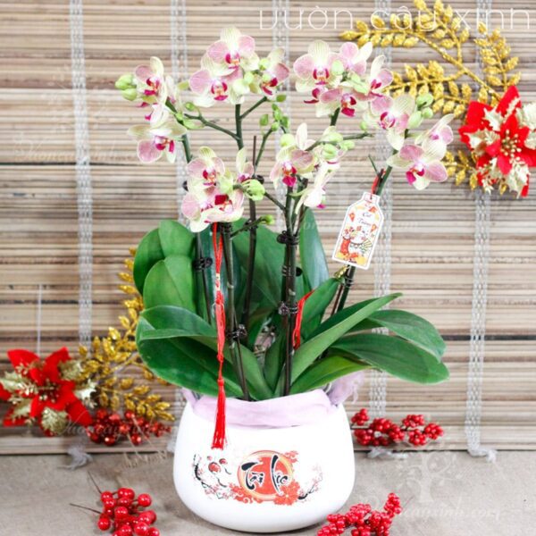Chậu lan Hồ Điệp đẹp - Hoa lan Hồ Điệp chơi Tết | Cây để bàn
