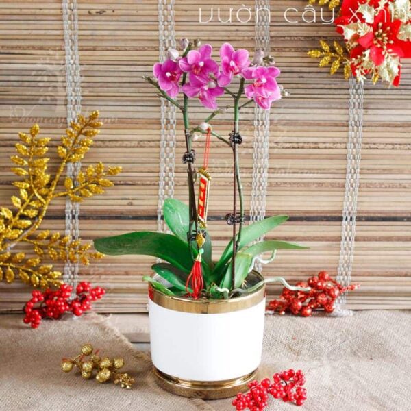 Chậu lan Hồ Điệp đẹp - Hoa lan Hồ Điệp chơi Tết | Cây để bàn
