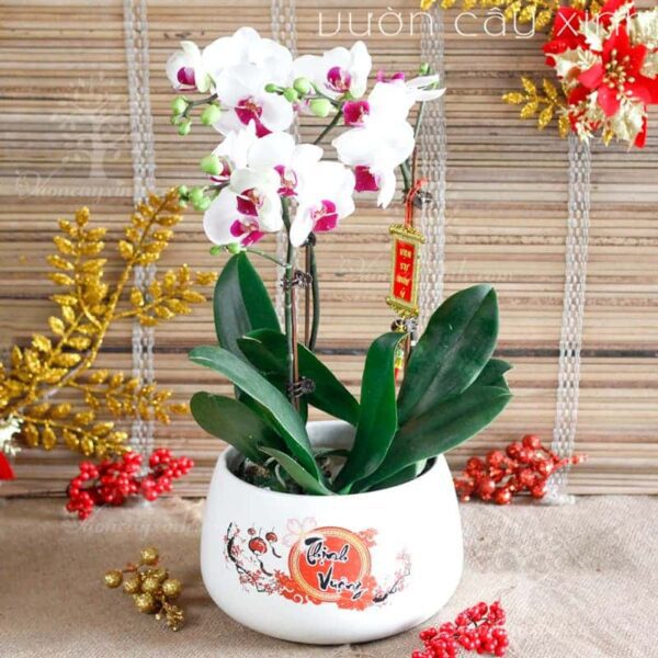 Chậu lan Hồ Điệp đẹp - Hoa lan Hồ Điệp chơi Tết | Cây để bàn
