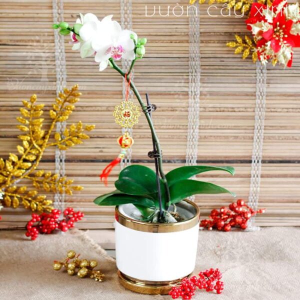 Chậu lan Hồ Điệp đẹp - Hoa lan Hồ Điệp chơi Tết | Cây để bàn