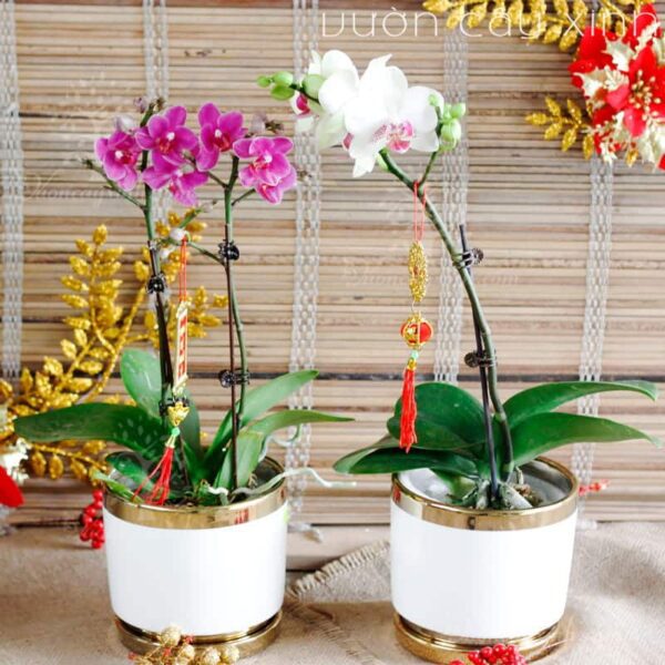 Chậu lan Hồ Điệp đẹp - Hoa lan Hồ Điệp chơi Tết | Cây để bàn