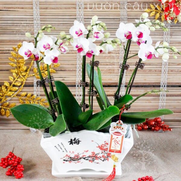 Chậu lan Hồ Điệp đẹp - Hoa lan Hồ Điệp chơi Tết | Cây để bàn