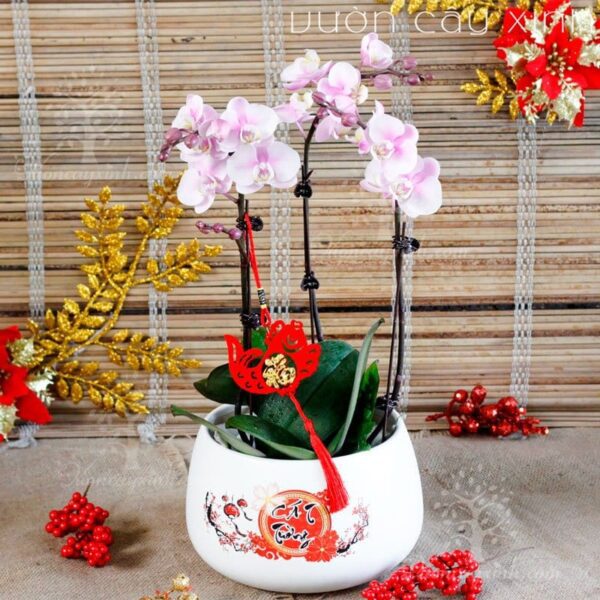 Chậu lan Hồ Điệp đẹp - Hoa lan Hồ Điệp chơi Tết | Cây để bàn