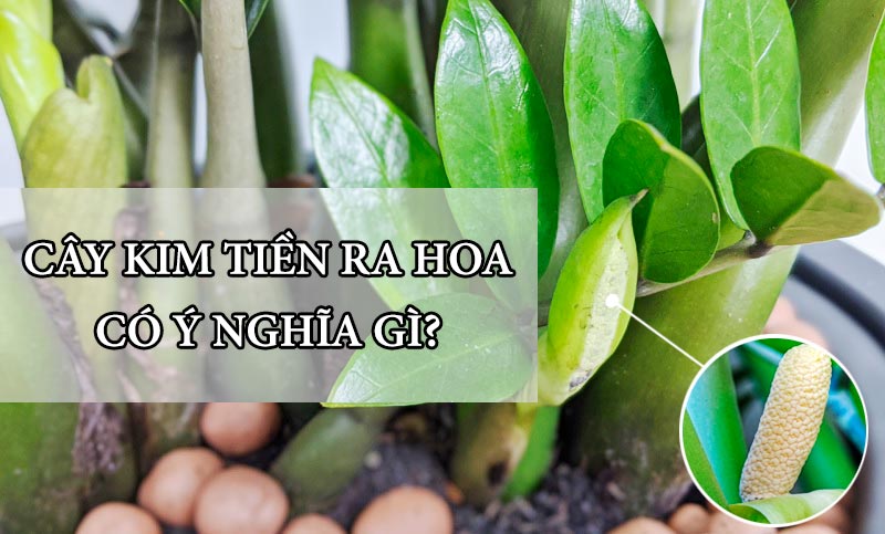 Hoa kim tiền: Cách làm cây kim tiền ra hoa | Vườn Cây Xinh