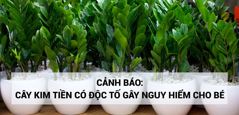 Cây kim tiền có độc không? Sự thật về độc của cây Kim Tiền