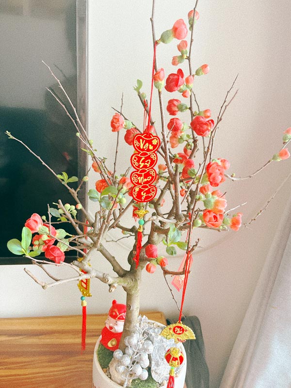 Cây mai đổ để bàn ngày Tết | Vườn Cây Xinh