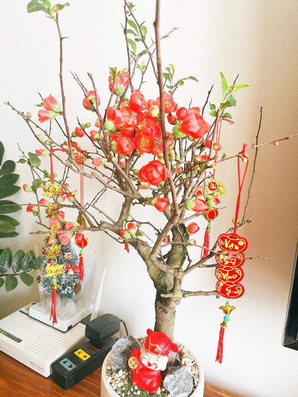 Cây mai đổ để bàn ngày Tết | Vườn Cây Xinh