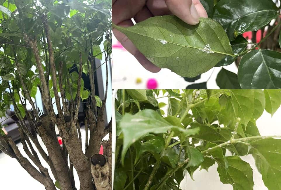 Cây hạnh phúc bị rệp trắng | Vườn Cây Xinh