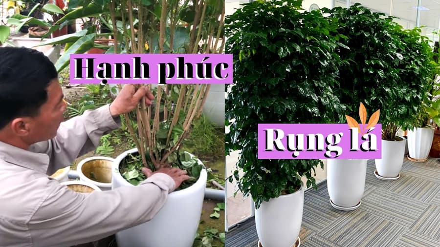 Cây hạnh phúc bị rụng lá | Vườn Cây Xinh