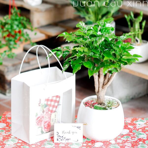 Cây hạnh phúc để bàn | Quà tặng cây cảnh - Vườn cây xinh