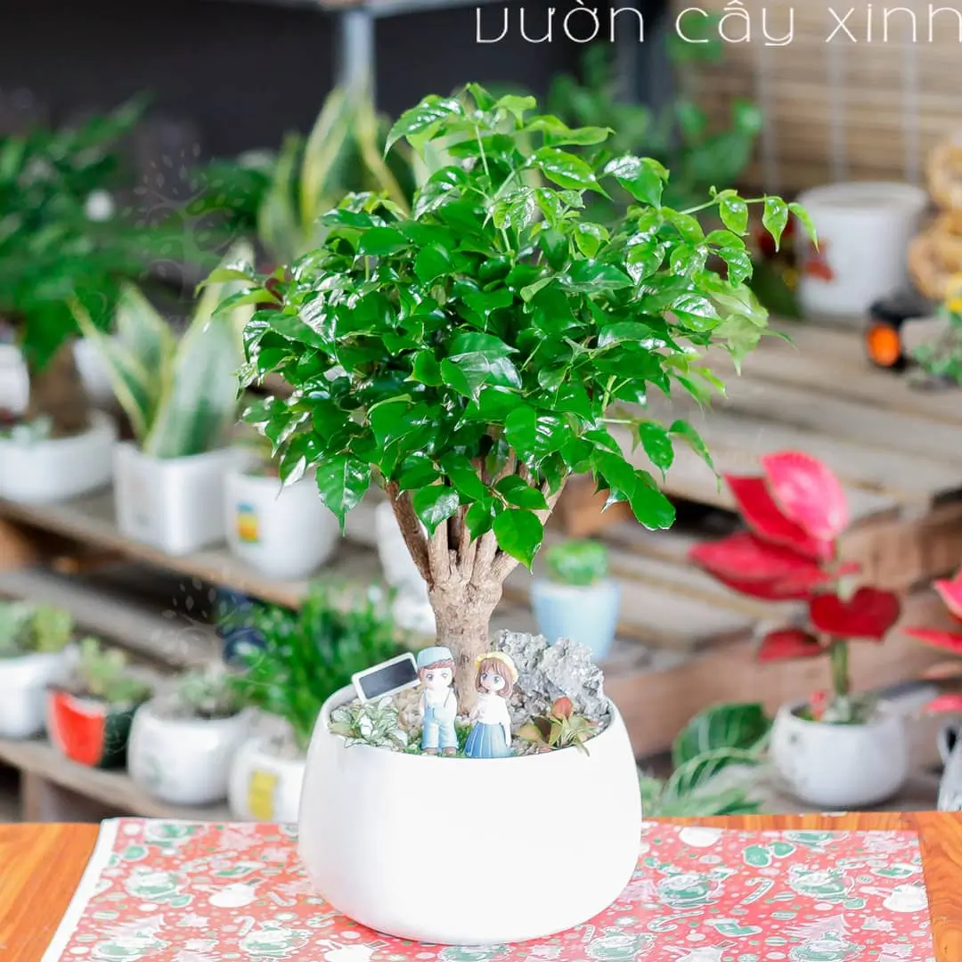 Cây hạnh phúc để bàn | Quà tặng cây cảnh - Quà tặng sinh nhật