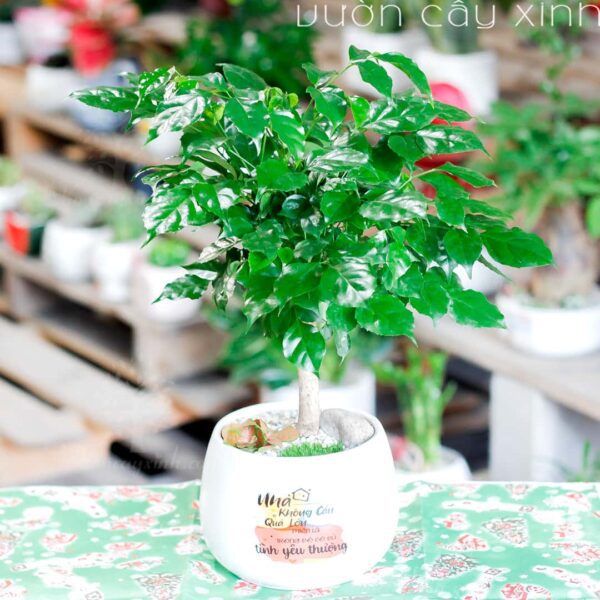 Cây hạnh phúc để bàn | Quà tặng cây cảnh - Vườn cây xinh
