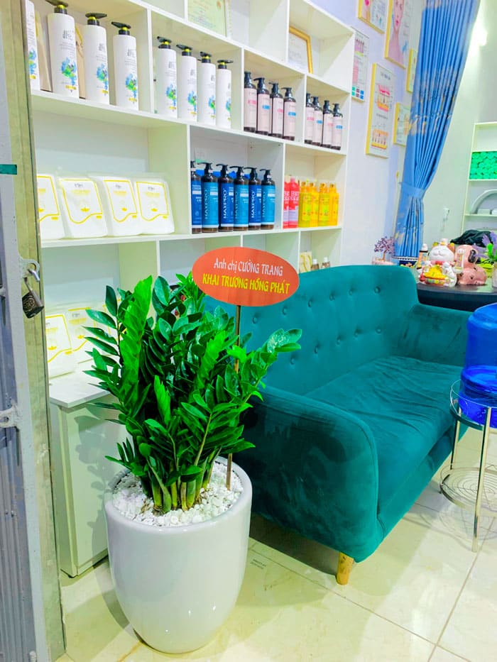 Chậu cây kim tiền tặng khai trương | Vườn Cây Xinh