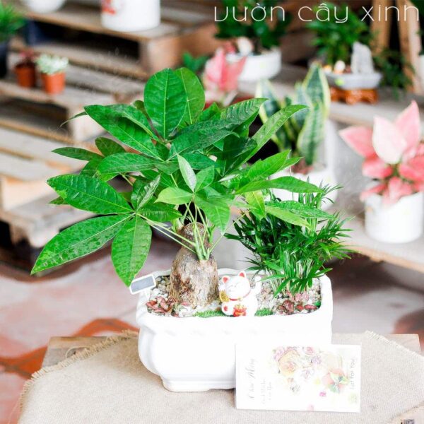 Cây kim ngân để bàn - Cây làm quà tặng | Cây tặng khai trương