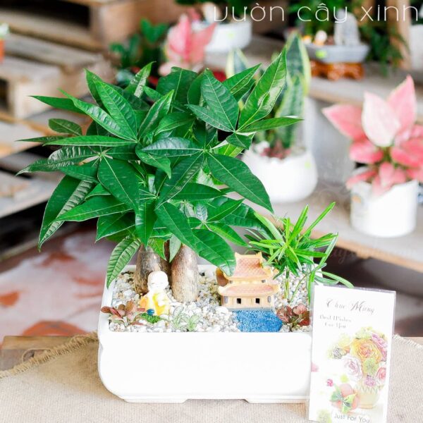 Cây kim ngân để bàn - Cây làm quà tặng | Cây cảnh tặng khai trương