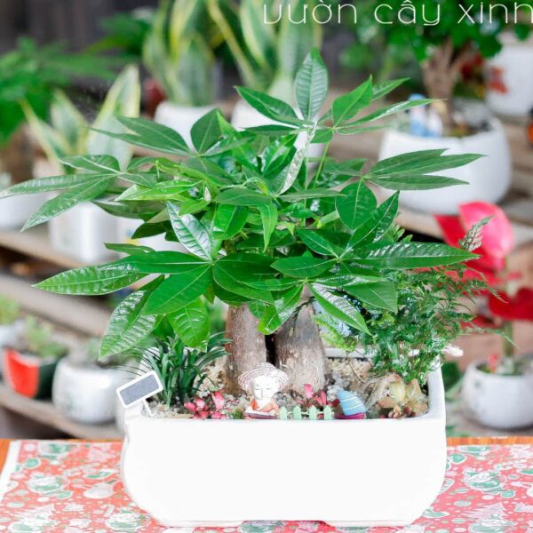 Cây kim ngân để bàn - Cây làm quà tặng | Cây tặng khai trương