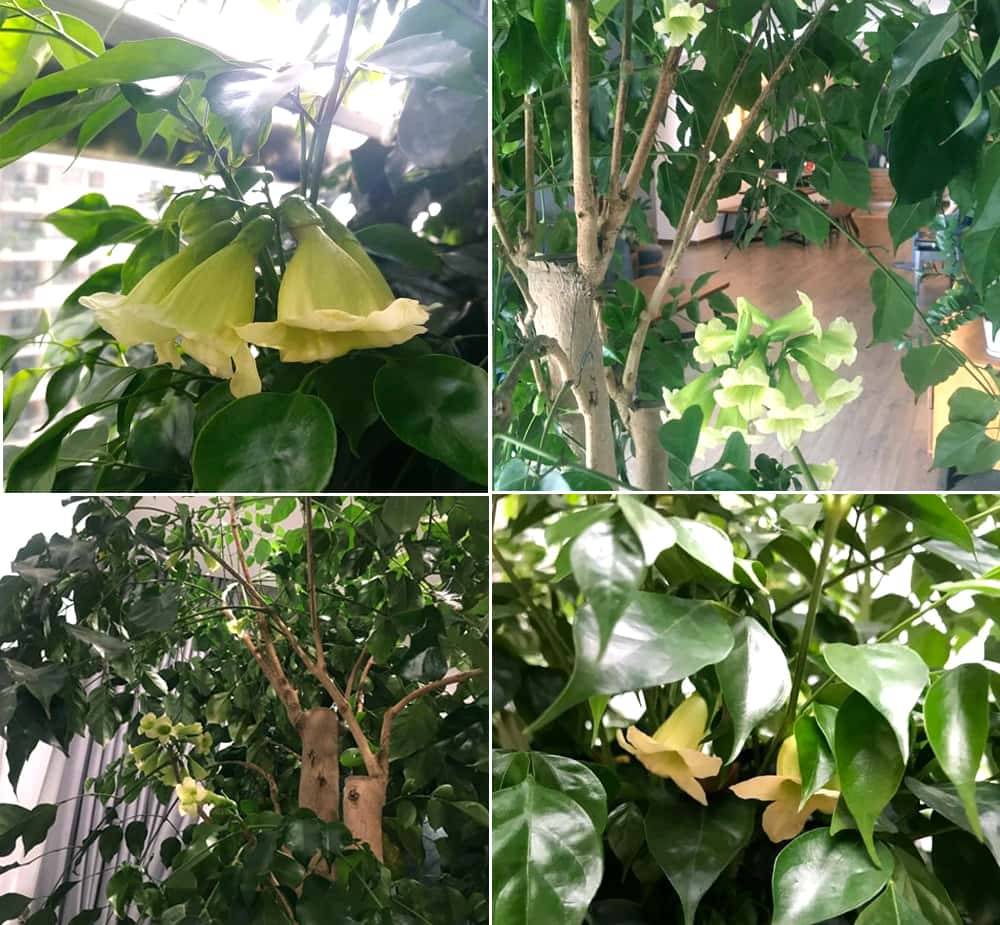 Hoa cây hạnh phúc | Vườn Cây Xinh