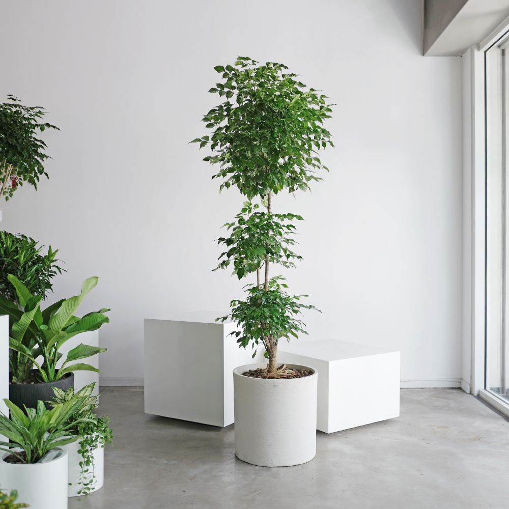 Vị trị đặt cây hạnh phúc trong nhà