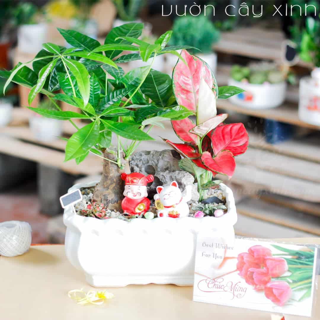 Cây kim ngân làm quà tặng | Cây cảnh quả tặng