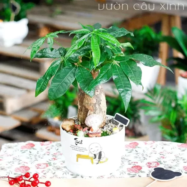 Cây Kim Ngân làm quà tặng khai trương ý nghĩa