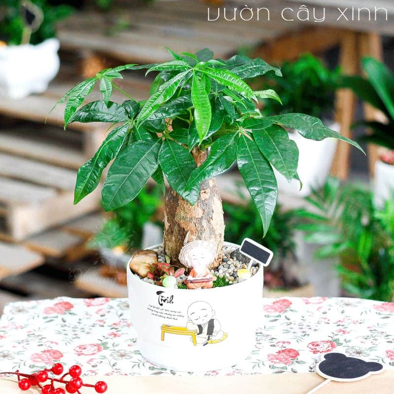 Cây kim ngân để bàn làm quà tặng | Vườn Cây Xinh