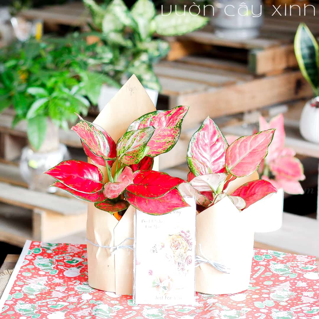 Top 29 Cây Tặng Thầy Cô Thiết Thực, Ý Nghĩa | Cây tặng 20-11