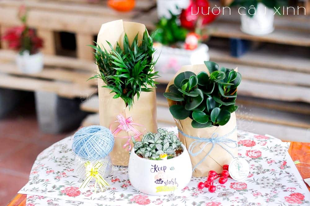 Top 21 Cây Cảnh Tặng Khai Trương Mừng Khởi Đầu "Hồng Phát"
