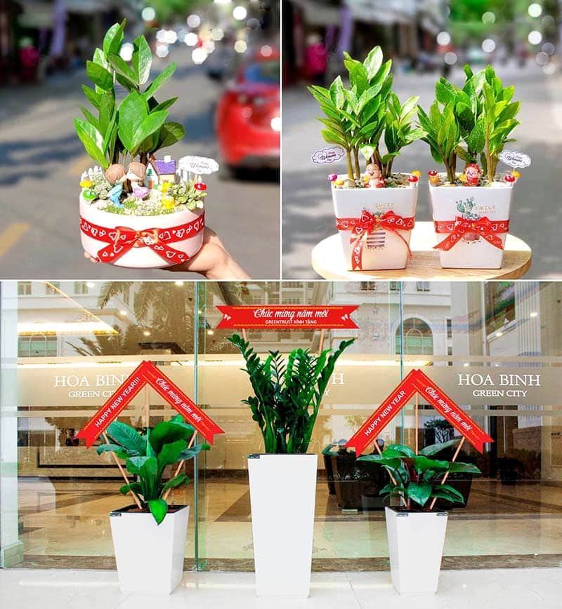 cây quà tặng ý nghĩa | quà tặng khai trương