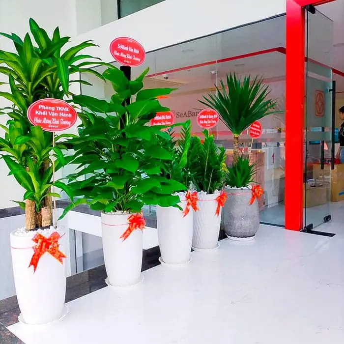 Quà tặng cây cảnh đẹp | Cây cảnh làm quà tặng