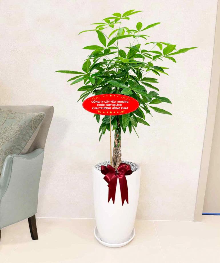 cây quà tặng ý nghĩa | quà tặng khai trương