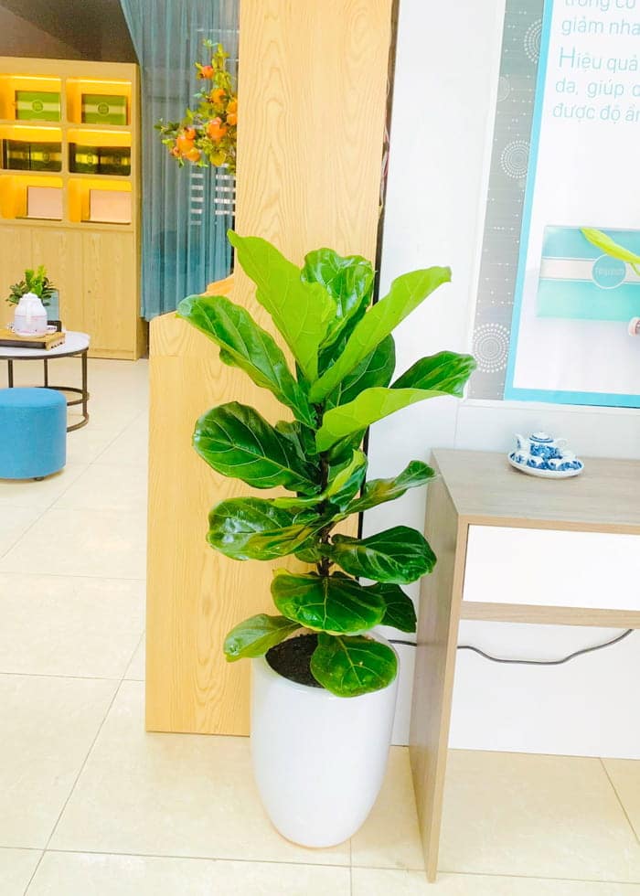 Cây bàng Singapore | Cây cảnh tặng khai trương