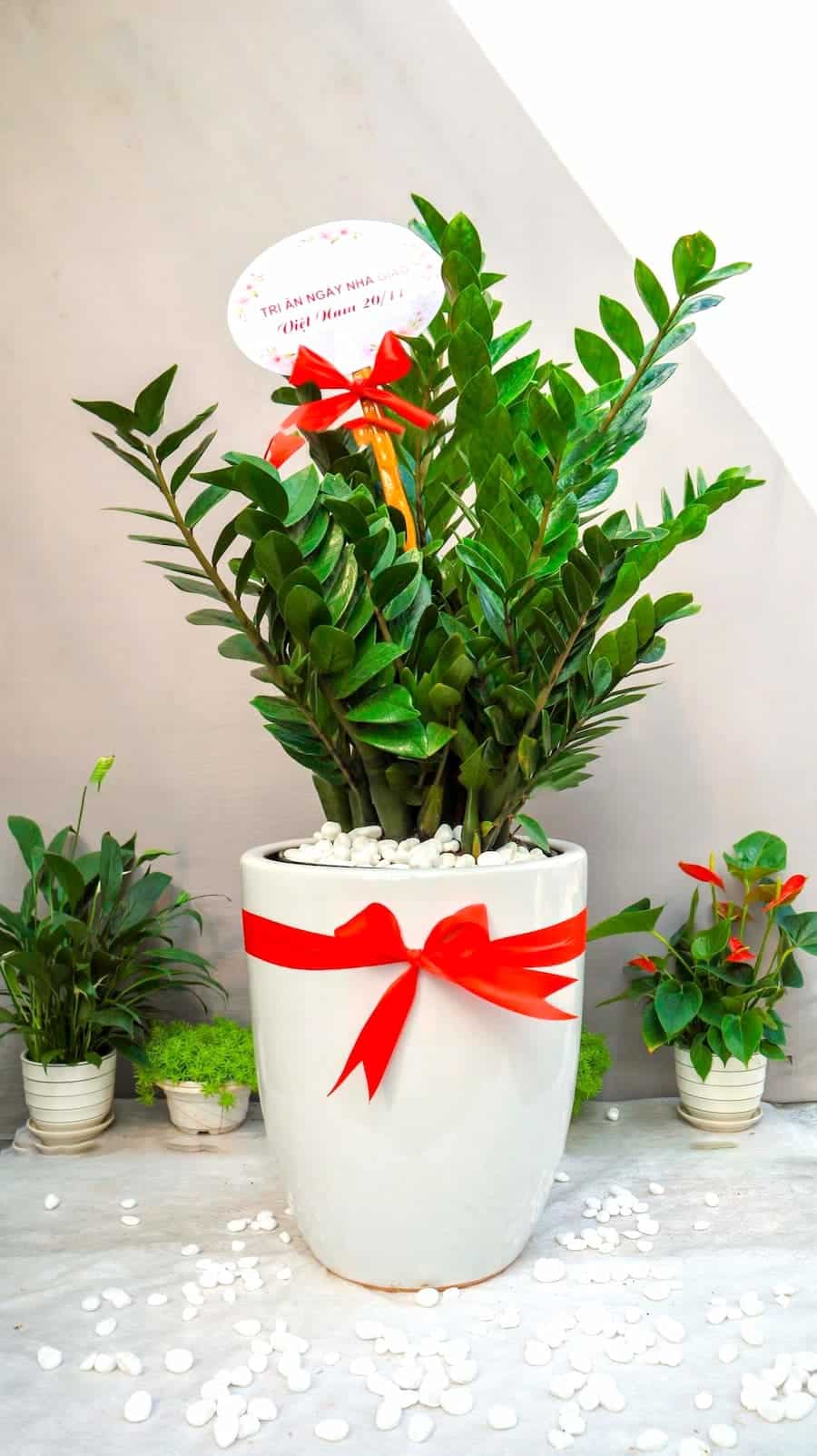 Cây Kim Tiền Tặng Khai Trương | Cây Tặng Khai Trương