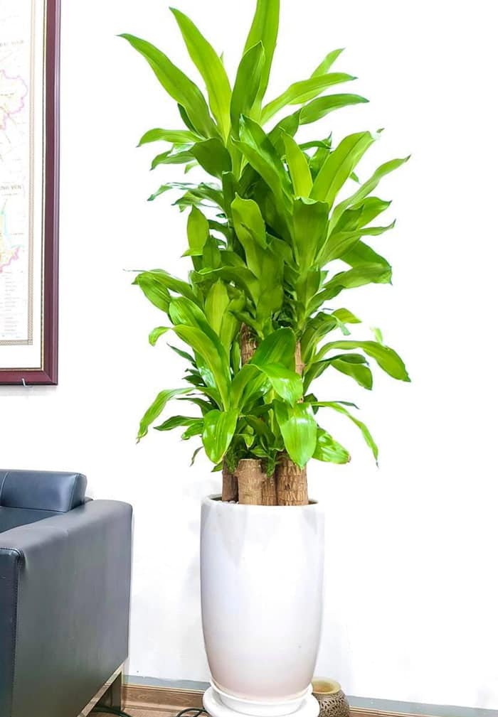 Cây thiết mộc lan ghép | Cây cảnh tặng khai trương