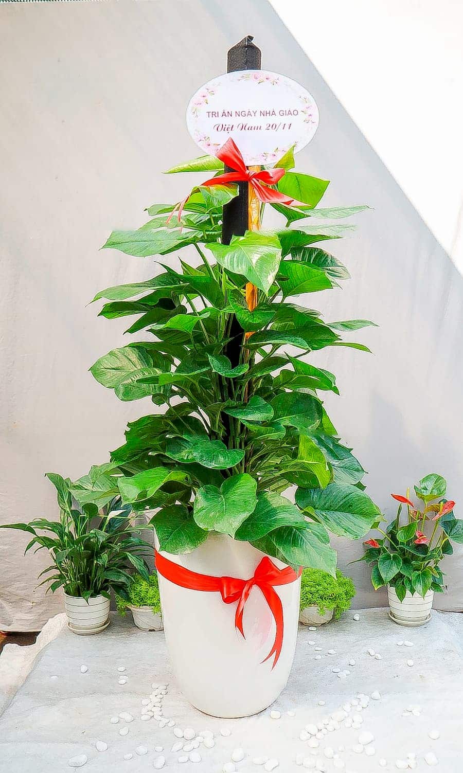 Cây Trầu Bà Cột Tặng Khai Trương | Cây Tặng Khai Trương