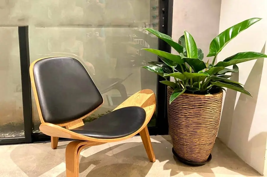 Cây trầu bà đế vương | Cây hợp mệnh Kim 1984