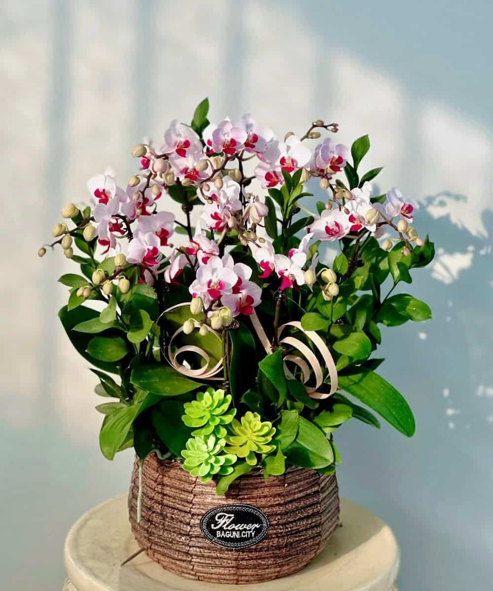 cây hoa chúc mừng khai trương