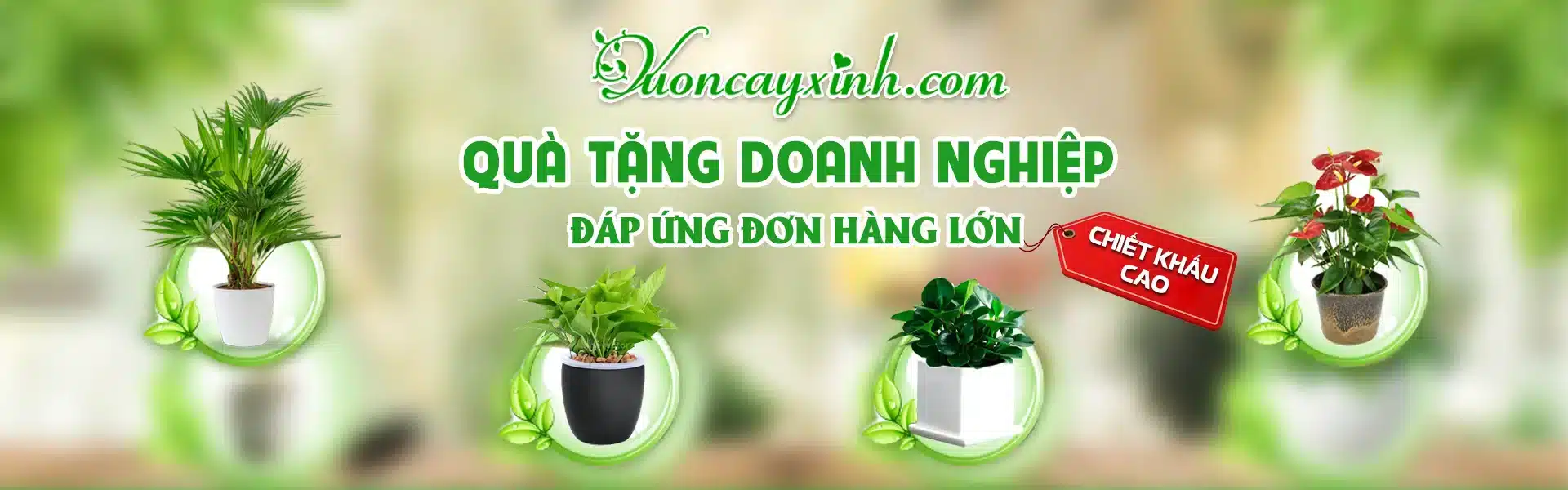 Shop Cây Phong Thủy - Cây Trong Nhà Giá Rẻ | Vườn Cây Xinh