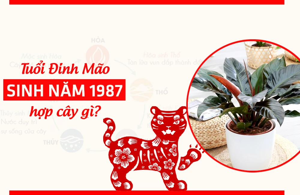 Cây hợp mệnh Hỏa 1987: Tuổi Đinh Mão hợp cây gì năm 2024