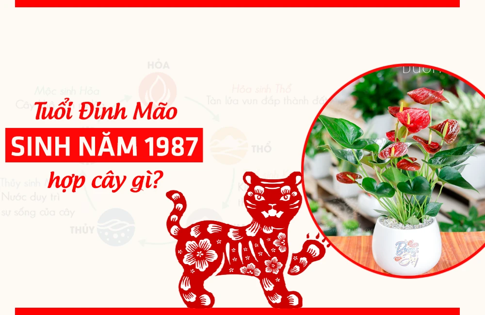Cây hợp mệnh Hỏa 1987: Tuổi Đinh Mão hợp cây gì năm 2024