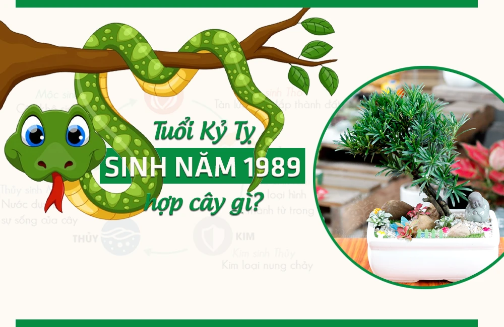 Tuổi Kỷ Tỵ 1989 hợp cây gì? Cây hợp tuổi Tỵ 1989 năm 2024