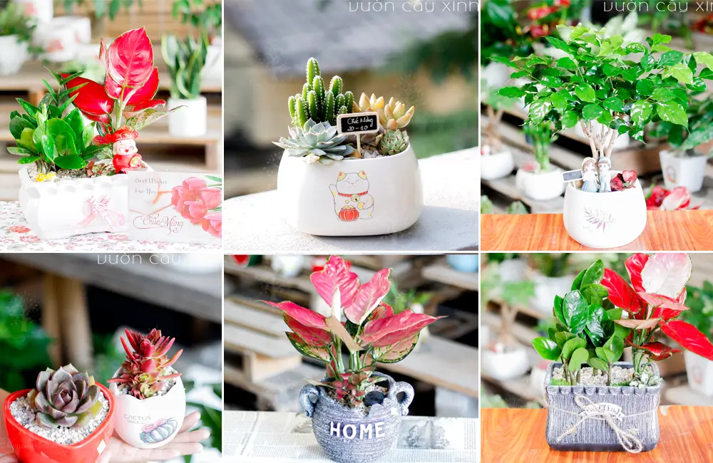 Cây hợp mệnh Hỏa 1987: Tuổi Đinh Mão hợp cây gì năm 2024