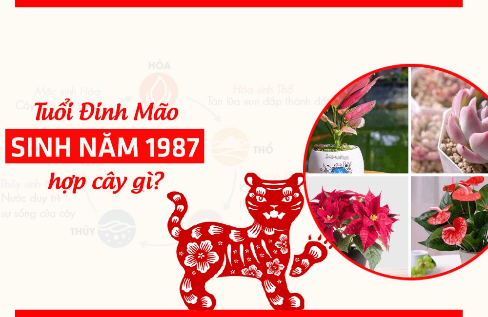 Cây hợp mệnh Hỏa 1987: Tuổi Đinh Mão hợp cây gì năm 2024