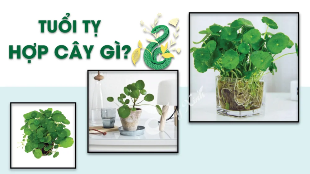 Tuổi Kỷ Tỵ 1989 hợp cây gì? Cây hợp tuổi Tỵ 1989 năm 2024