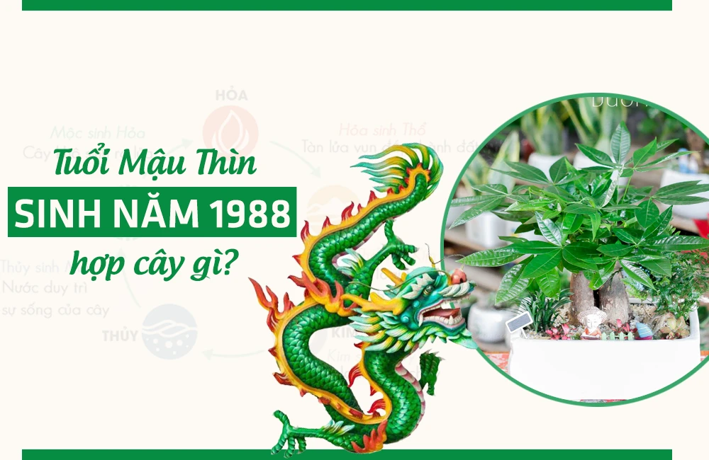 Tuổi Mậu Thìn 1988 Hợp Cây Gì? Cây Hợp Tuổi 1988 năm 2024
