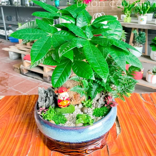 Cây Kim Ngân để bàn