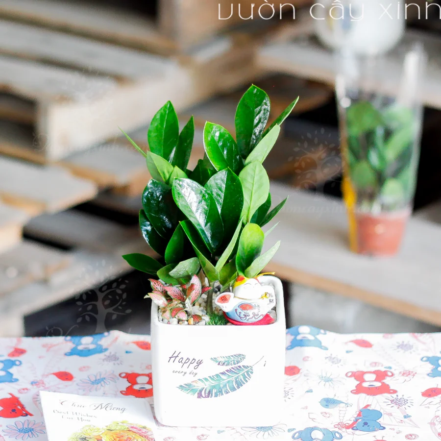 Cách chọn cây Kim Tiền Để Bàn khỏe mạnh