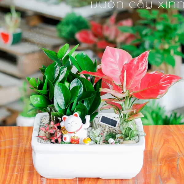 Cây Kim Tiền Để Bàn - Top 10 Mẫu Kim Phát Tài Giá Từ 190K